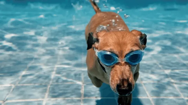 IA Generativa per video