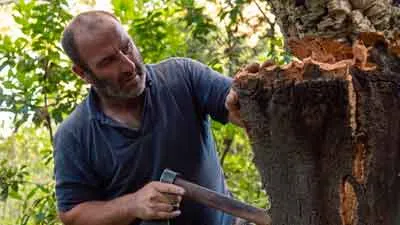 La filiera del Sughero - Diasen